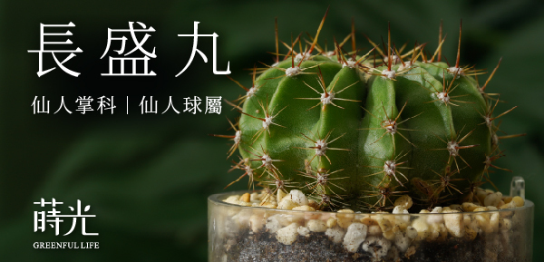 仙人掌長盛丸