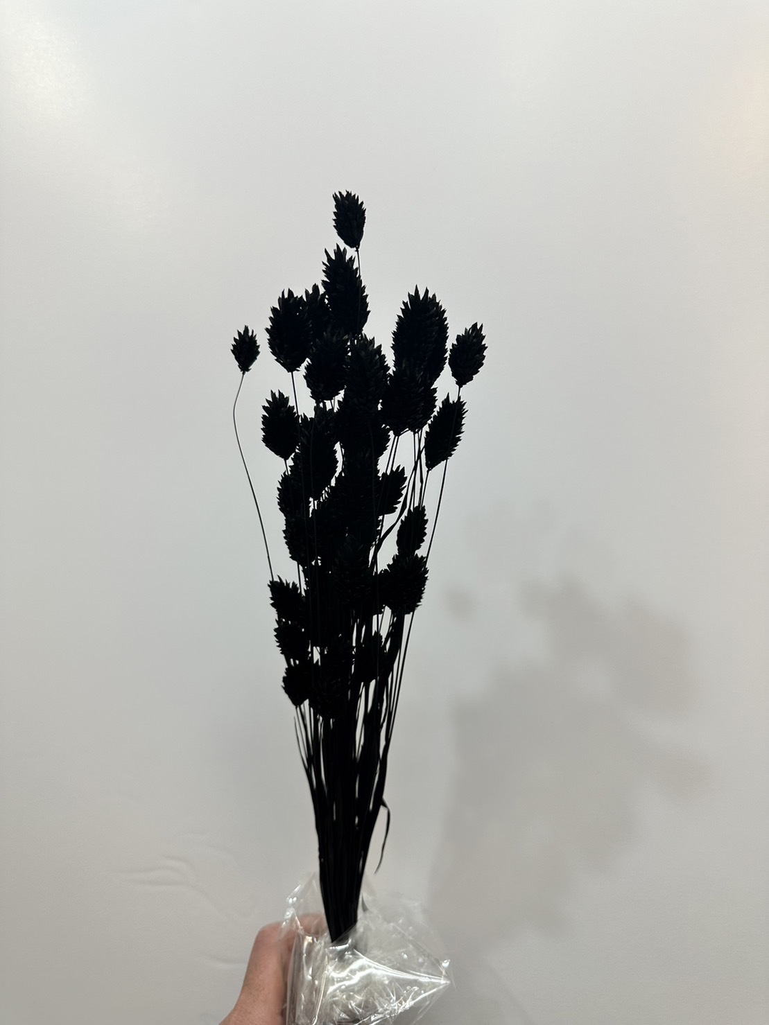 日本乾燥加那利 42020-999