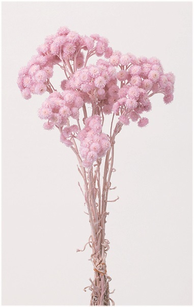 日本乾燥蠟菊 32052-102