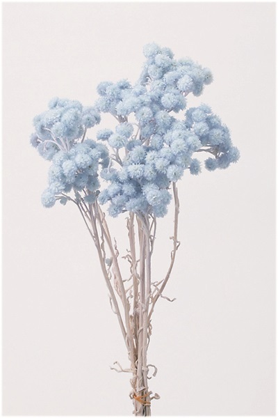 日本乾燥蠟菊 32052-621