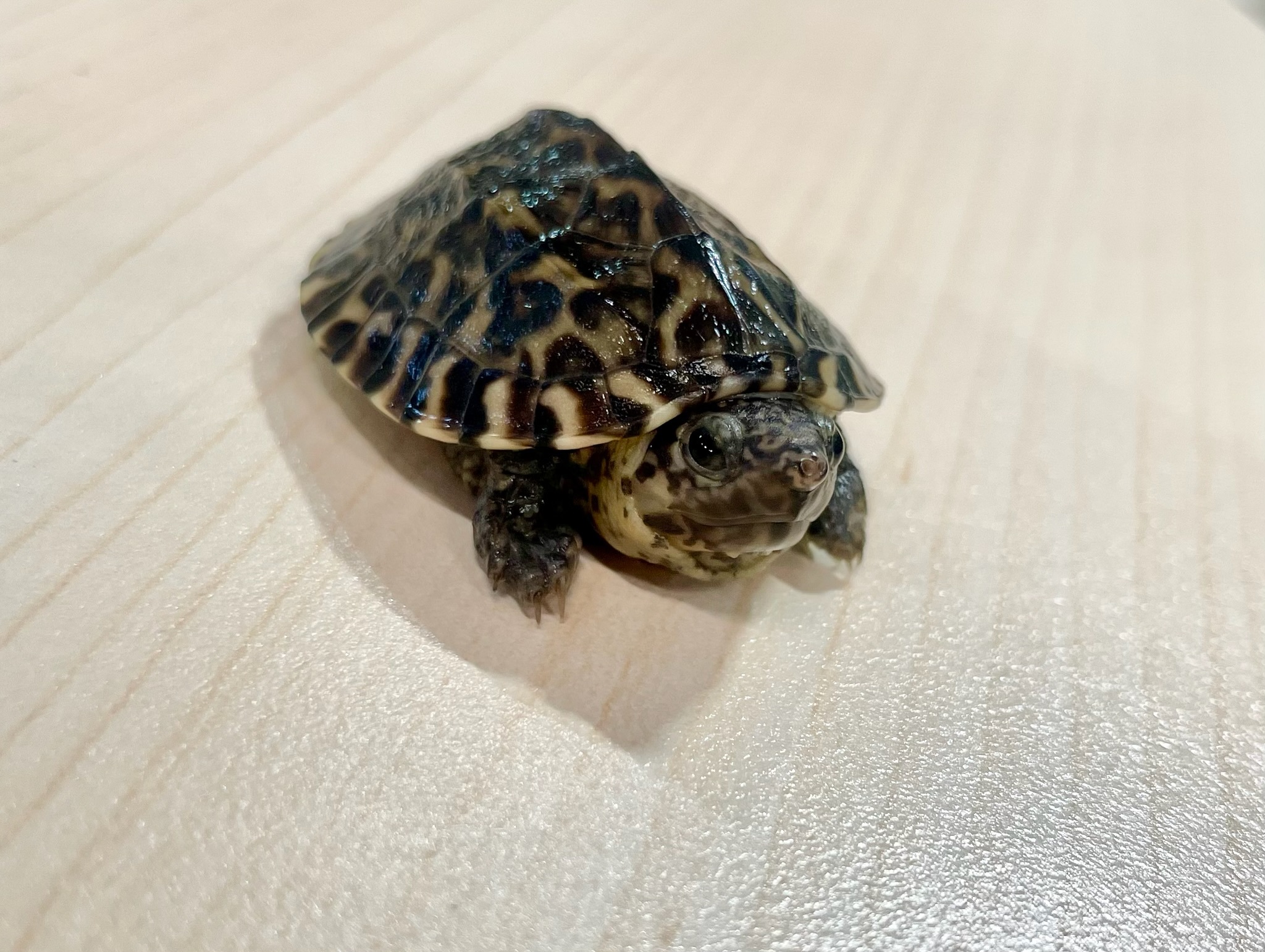 Mexican Musk Turtle (Staurotypus triporcatus)