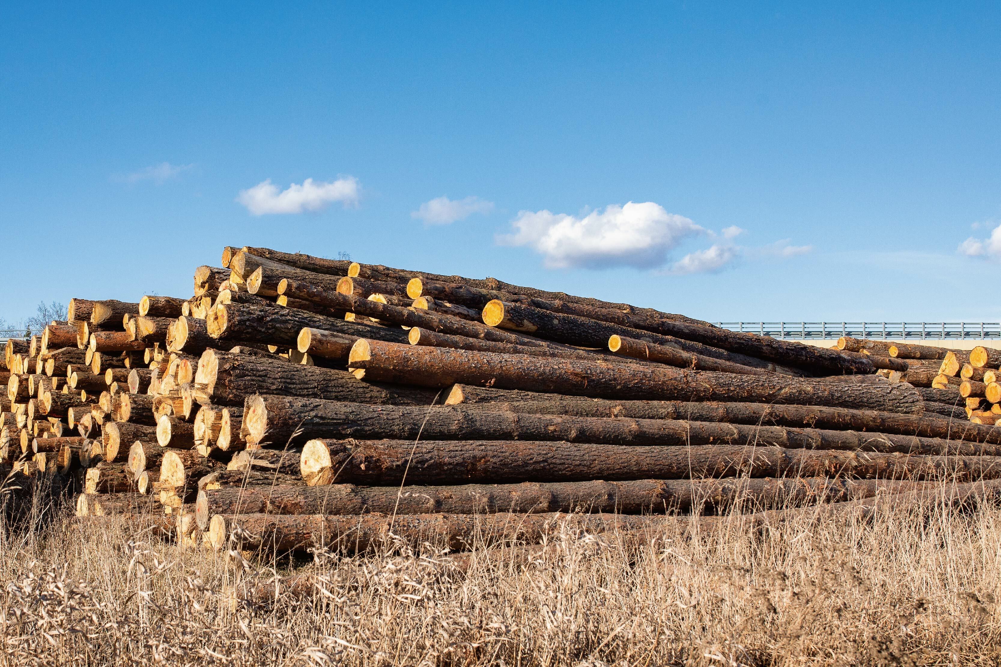 木材乾燥優勢：減少能源及成本浪費