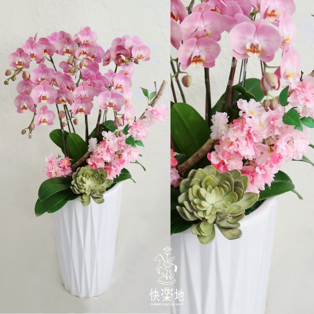 蝶舞櫻霏 I 蘭花盆栽   OS230680
