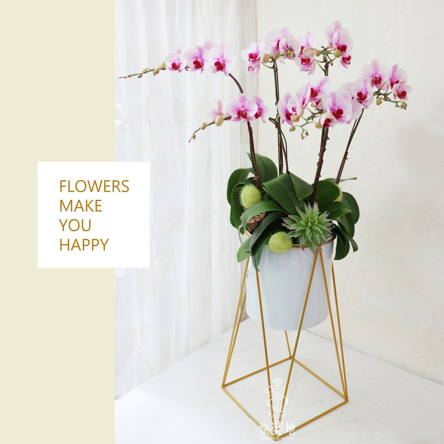 蝶舞摩登 I 蘭花盆栽   OS230780