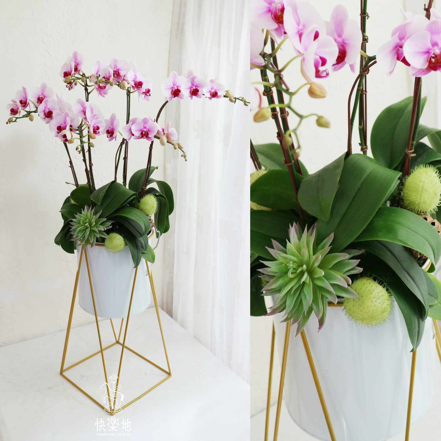 蝶舞摩登 I 蘭花盆栽   OS230780