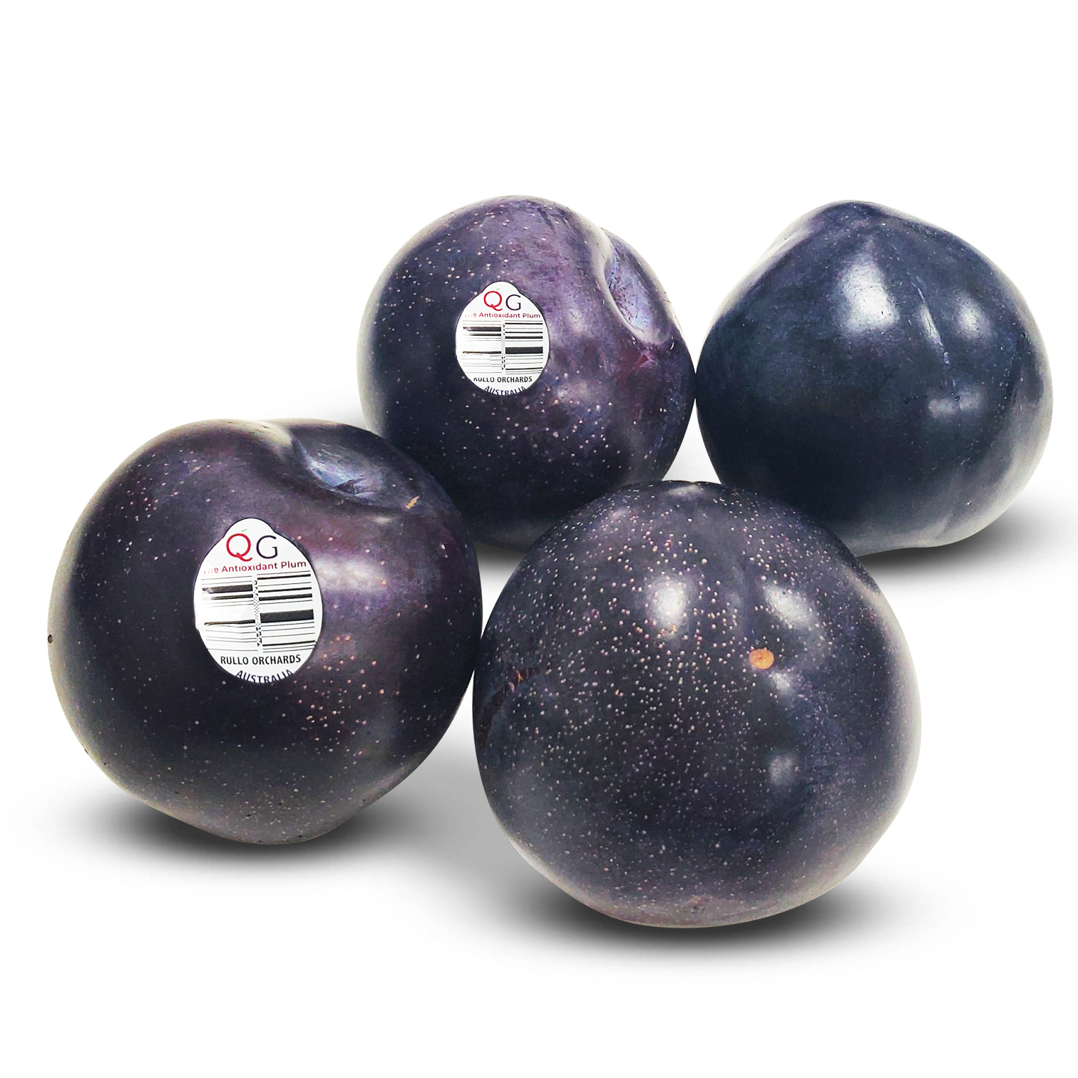澳洲Queen Garnet 黑布冧 [4個]