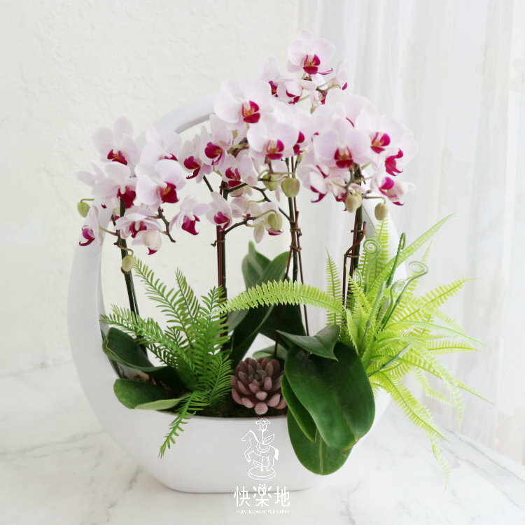 圓滿開展 I 蘭花盆栽  OP230500