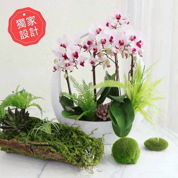 圓滿開展 I 蘭花盆栽  OP230500