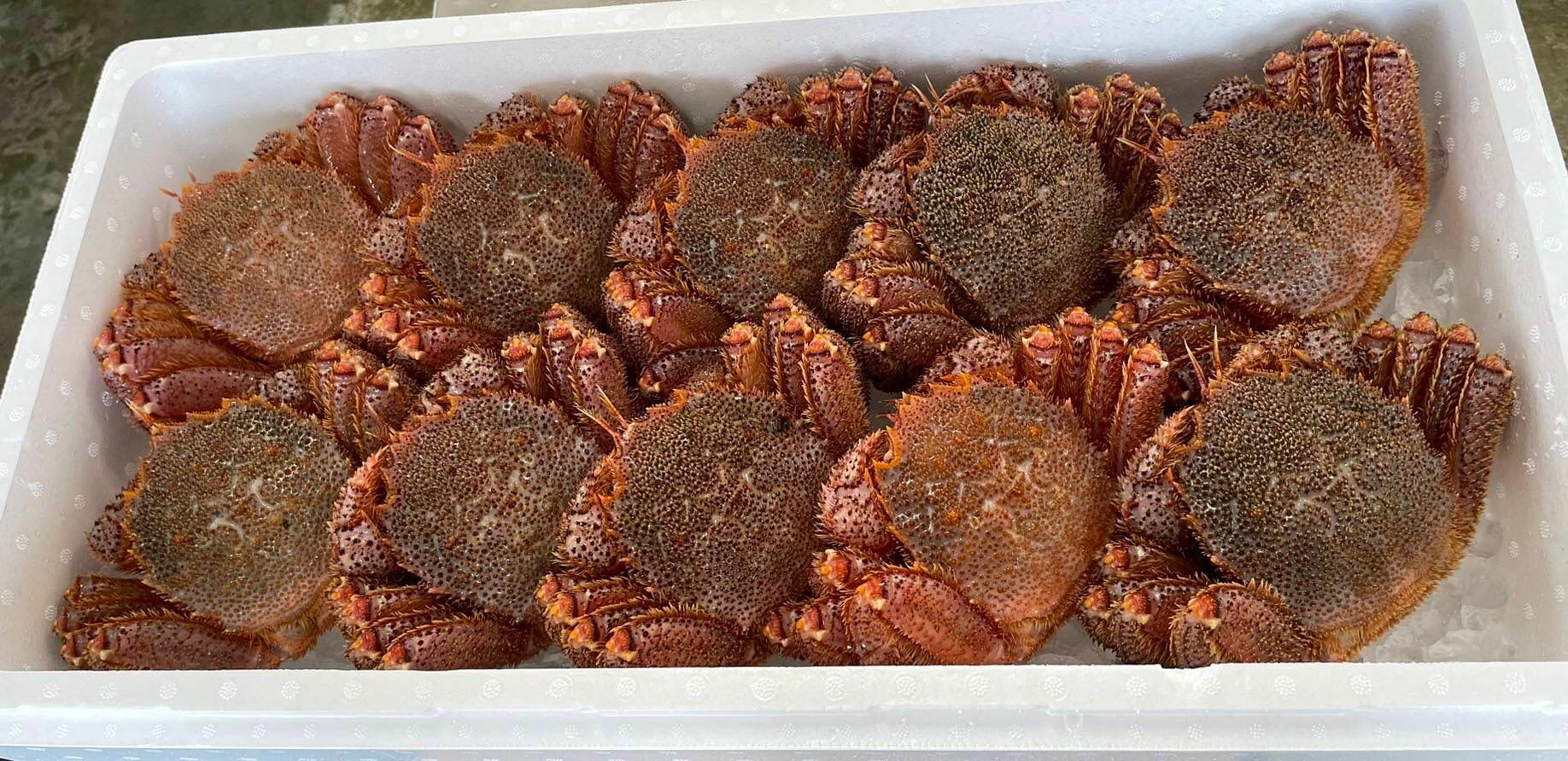 北海道毛蟹（~550-600g隻）