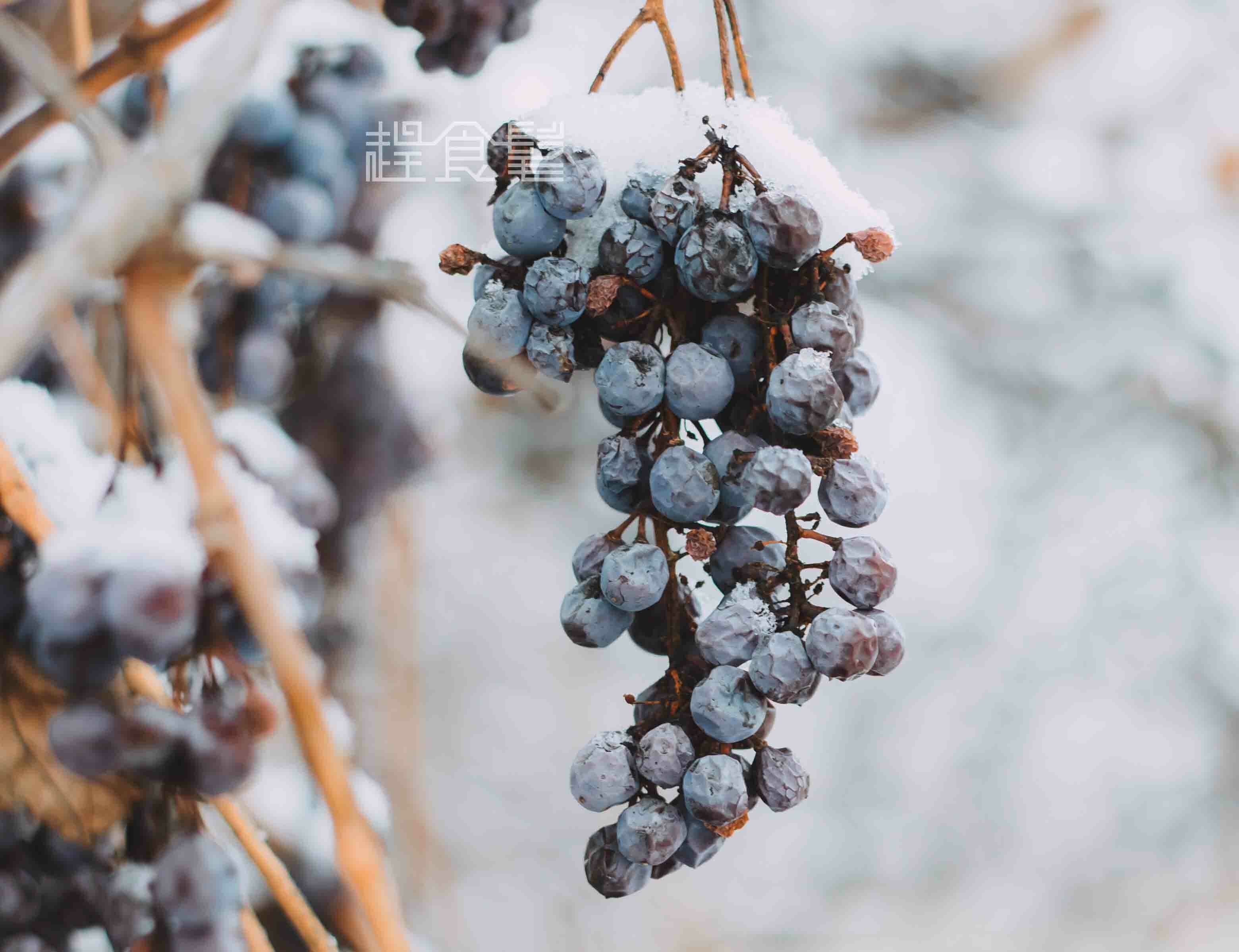 趕食髦_食髦酒窖 在枝頭被冰雪凍成葡萄凍的葡萄，也是製作冰酒的唯一原料