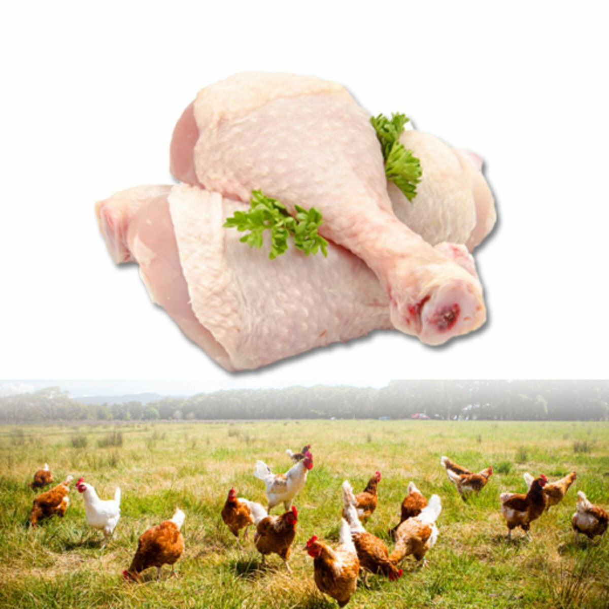 紐西蘭天然走地雞下脾 (無添加激素) 400g