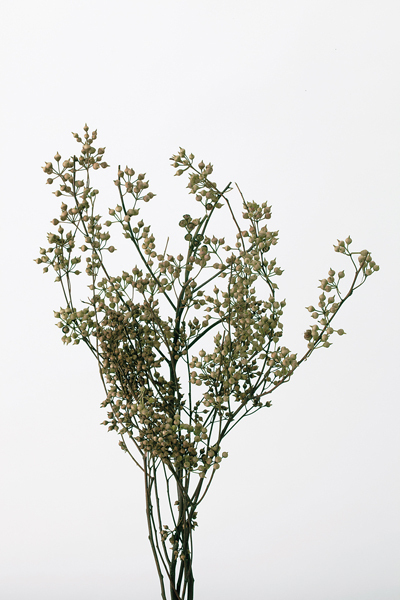 尤加利果 40170-000