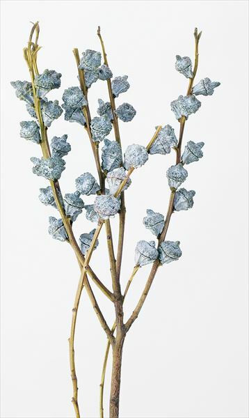 尤加利果 40230-000