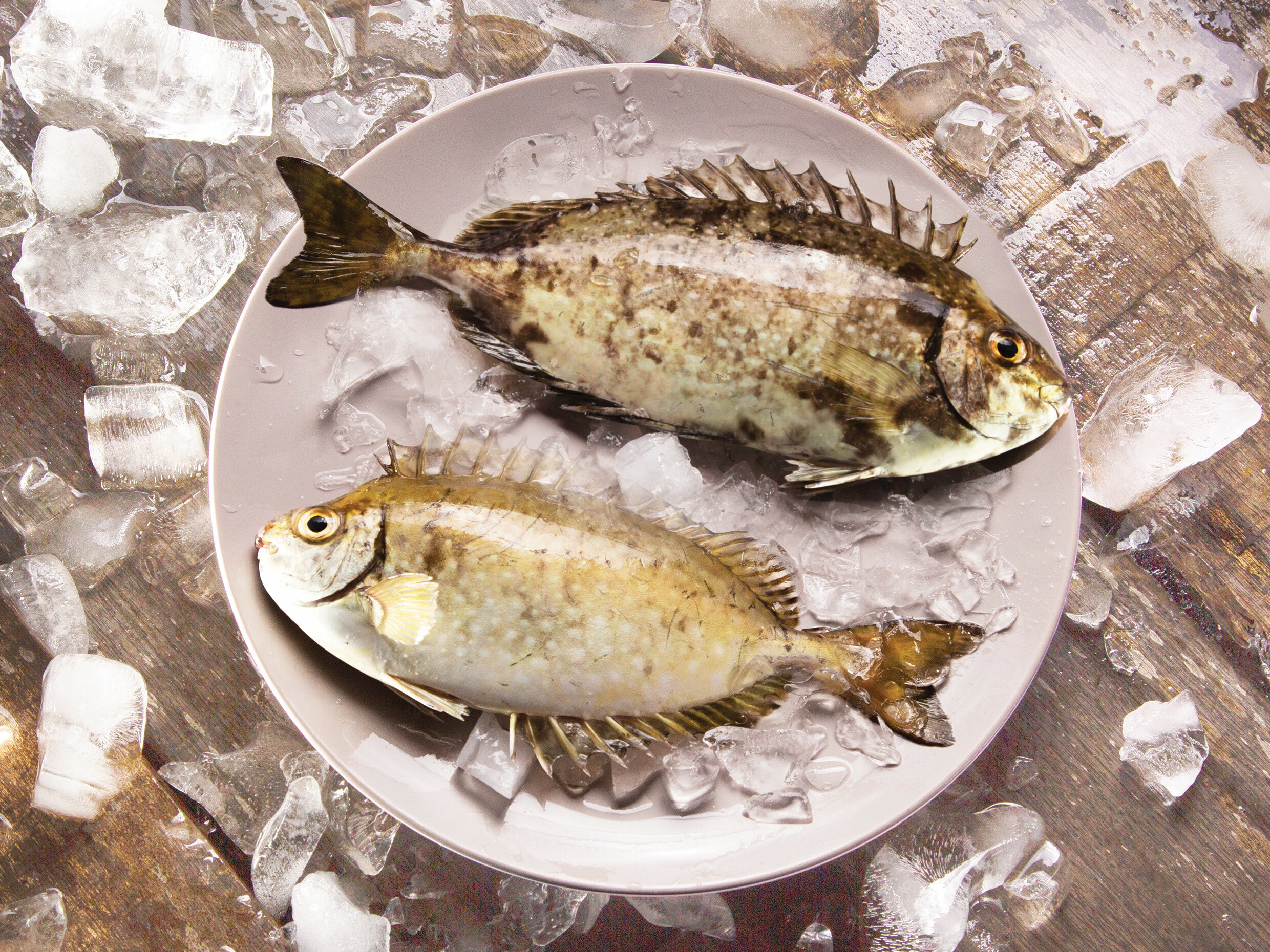 本地養殖泥鯭 多條裝 (300g-350g, 4-8條)