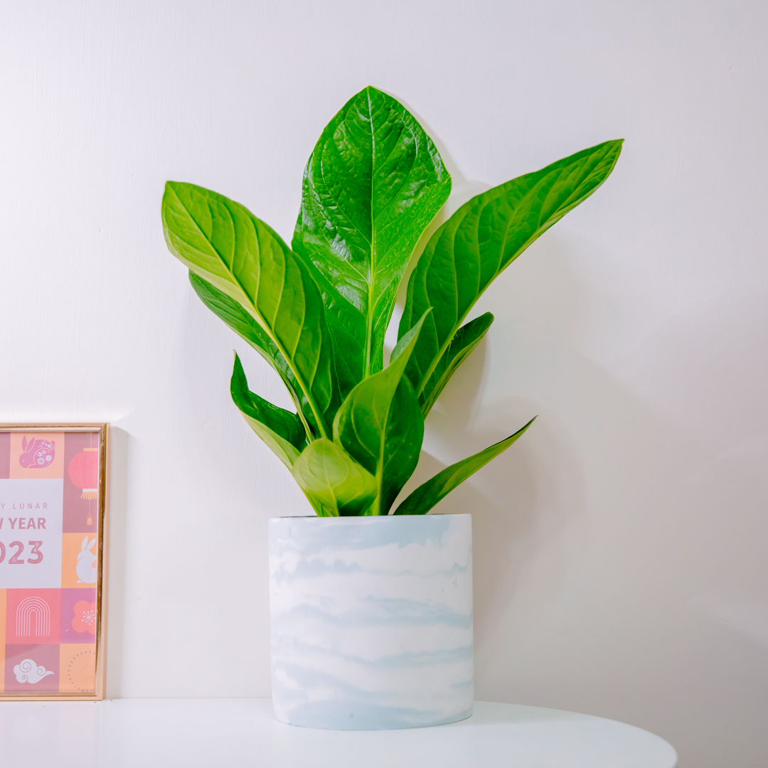 7寸』富貴花燭｜大型尺寸｜自選盆器