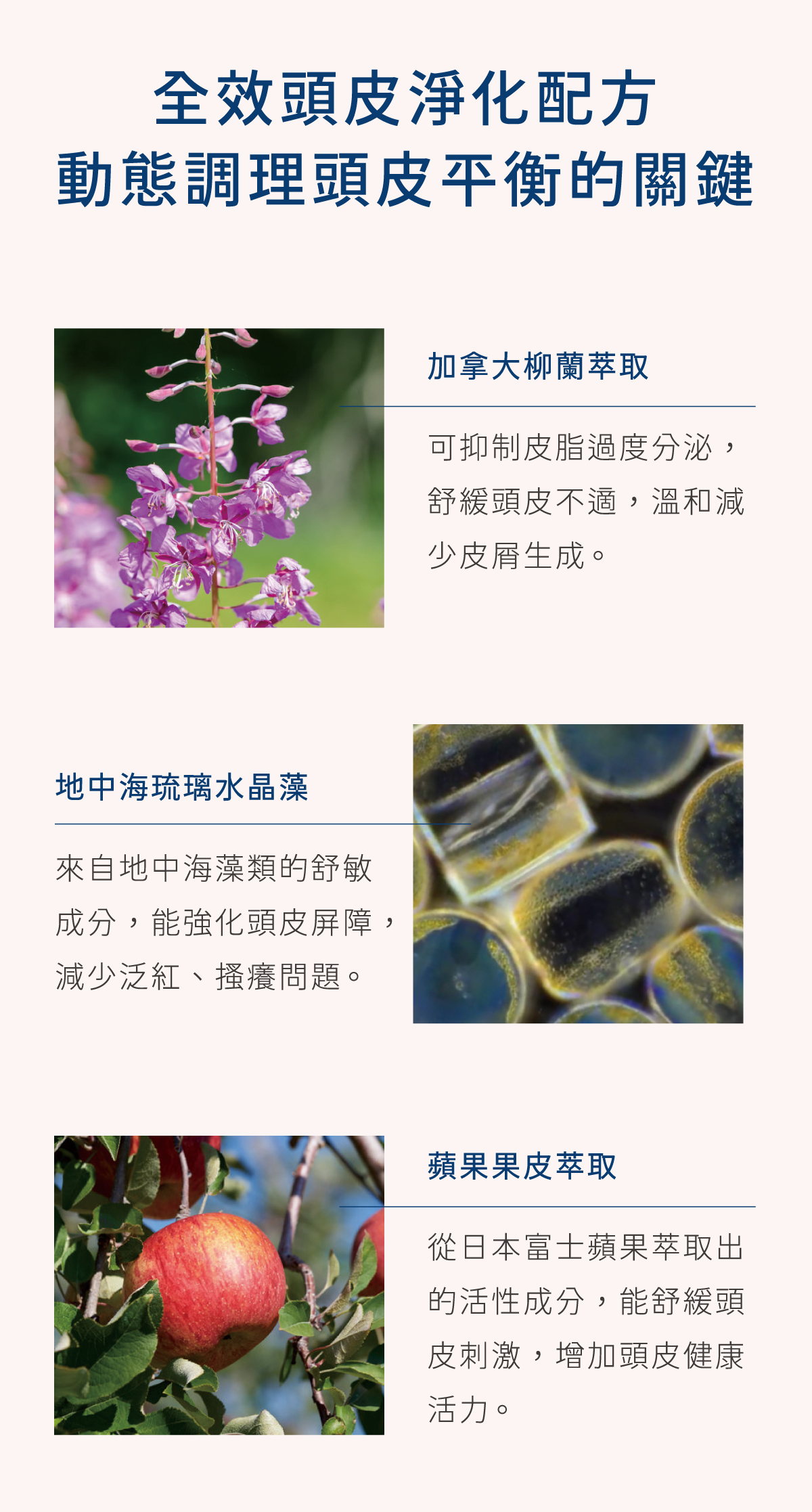 全效頭皮淨化配方