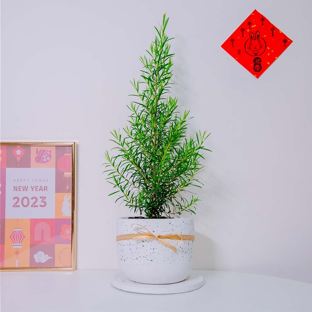 『5寸』澳洲茶樹｜中型尺寸｜自選盆器
