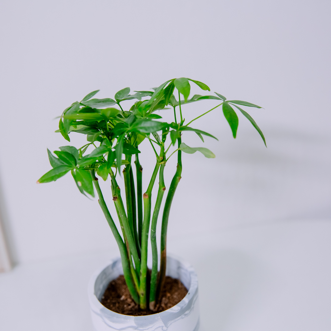 『3寸』馬拉巴栗/發財樹（一般樹形）｜小型尺寸｜自選盆器