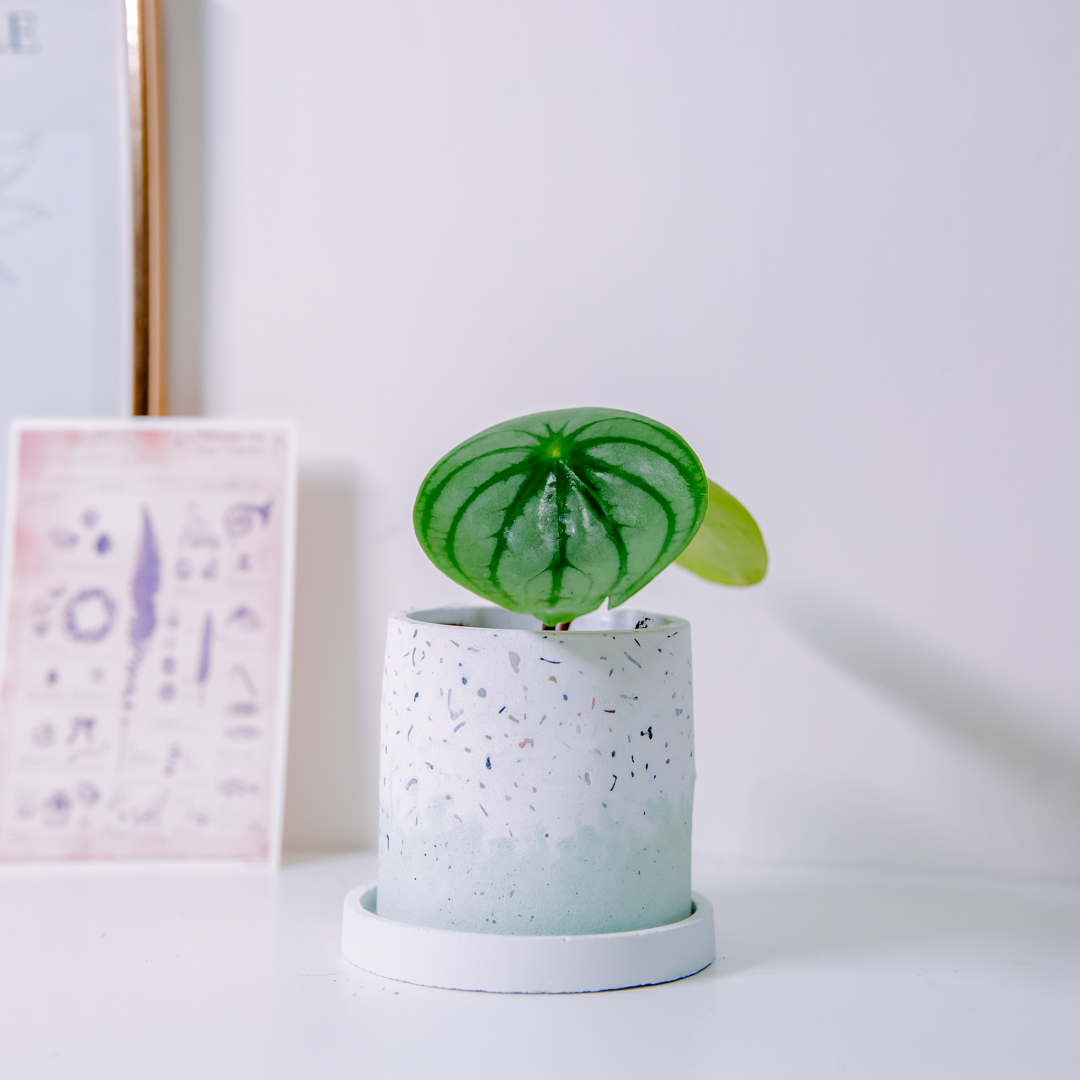 『3寸』大西瓜皮椒草｜小型尺寸｜自選盆器