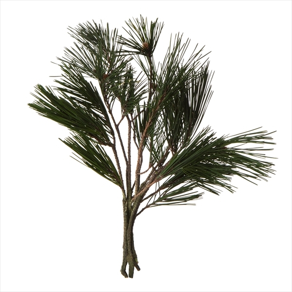 日本不凋赤松 03241-700