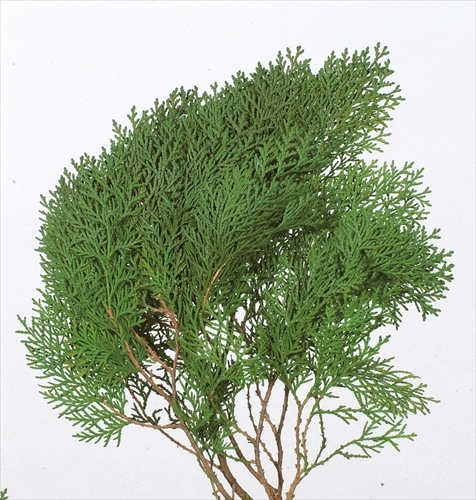 日本不凋扁柏 03130-700