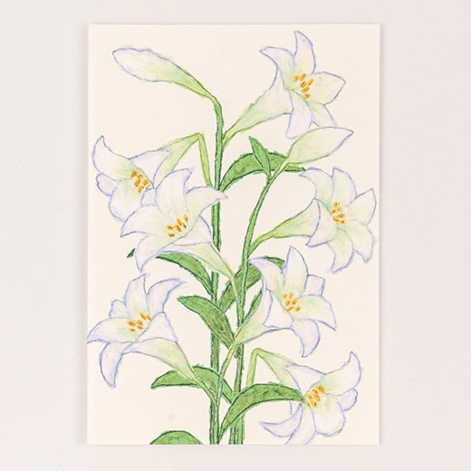 米津祐介 百合花 花語卡片 賀卡 ｜日本Greeting Life