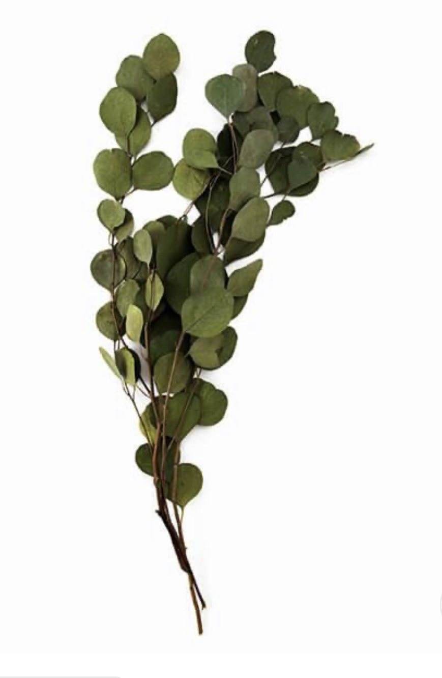 不凋大圓尤加利 02085-722