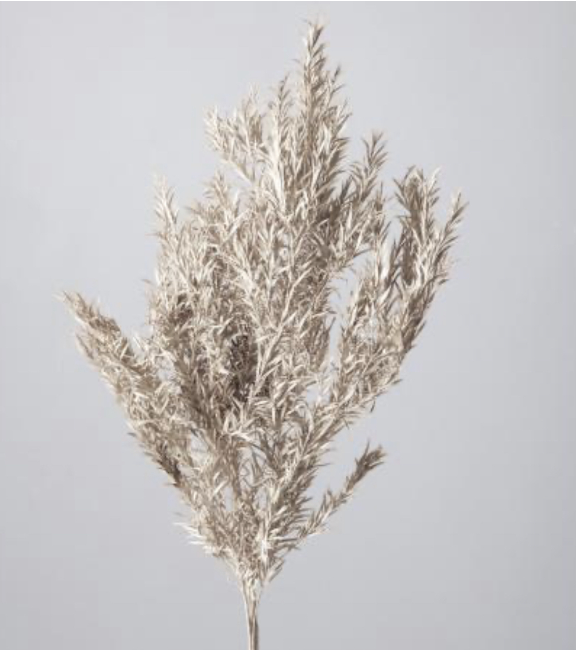 不凋茶樹葉 01253-932