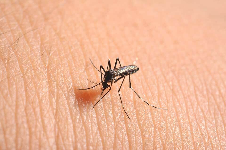 冬天蚊子多竟是「地下家蚊」在搞鬼？冬天蚊子比夏天多，家蚊防治這樣做！