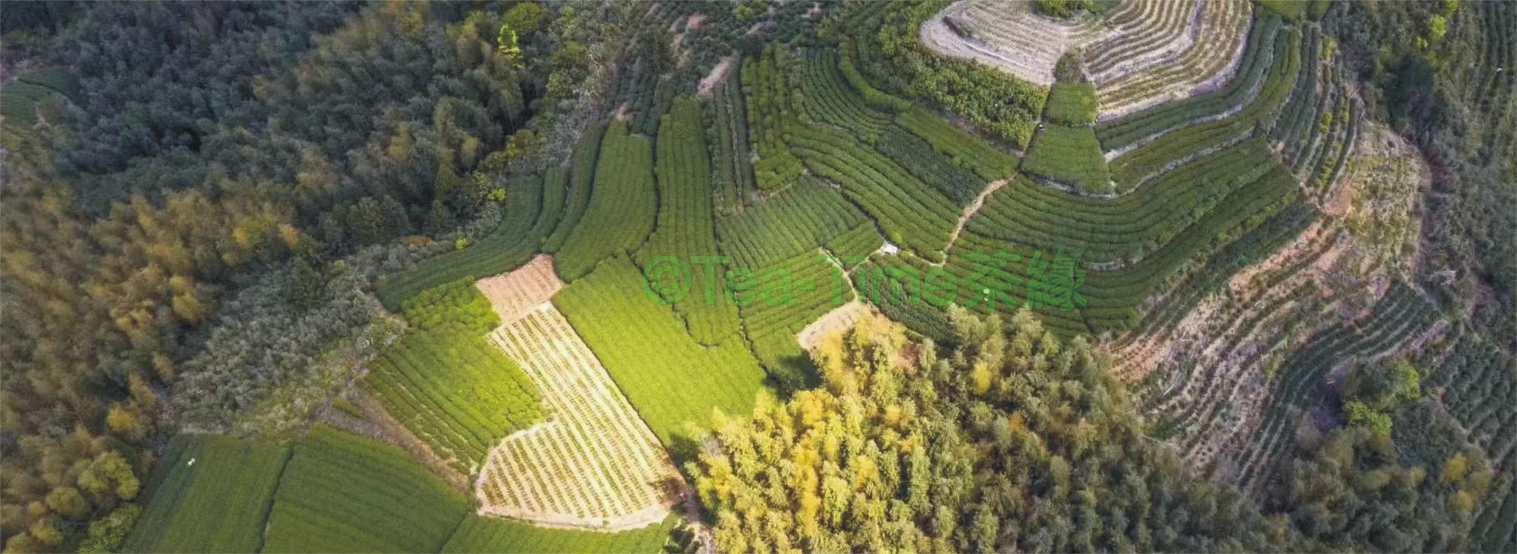 柘榮，長壽之鄉，白茶，茶園，茶山，茶樹，茶葉，生態村，白毫銀針，白牡丹，壽眉，白露茶