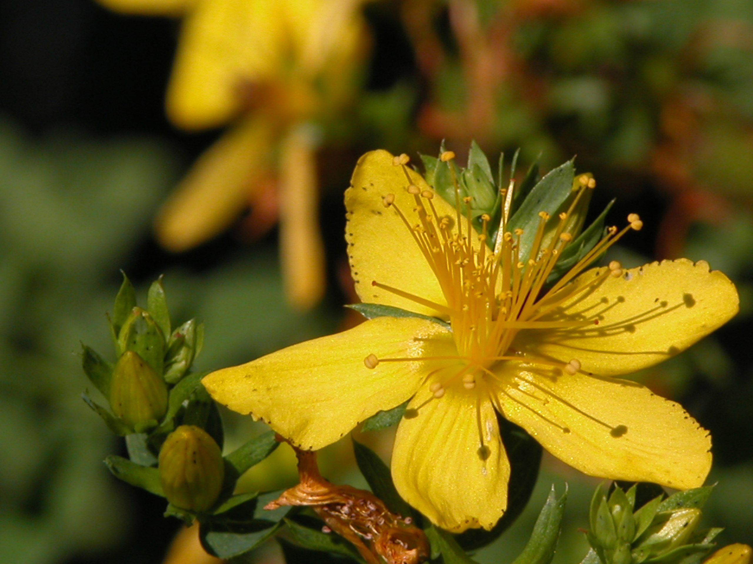 聖約翰草油 100ml
