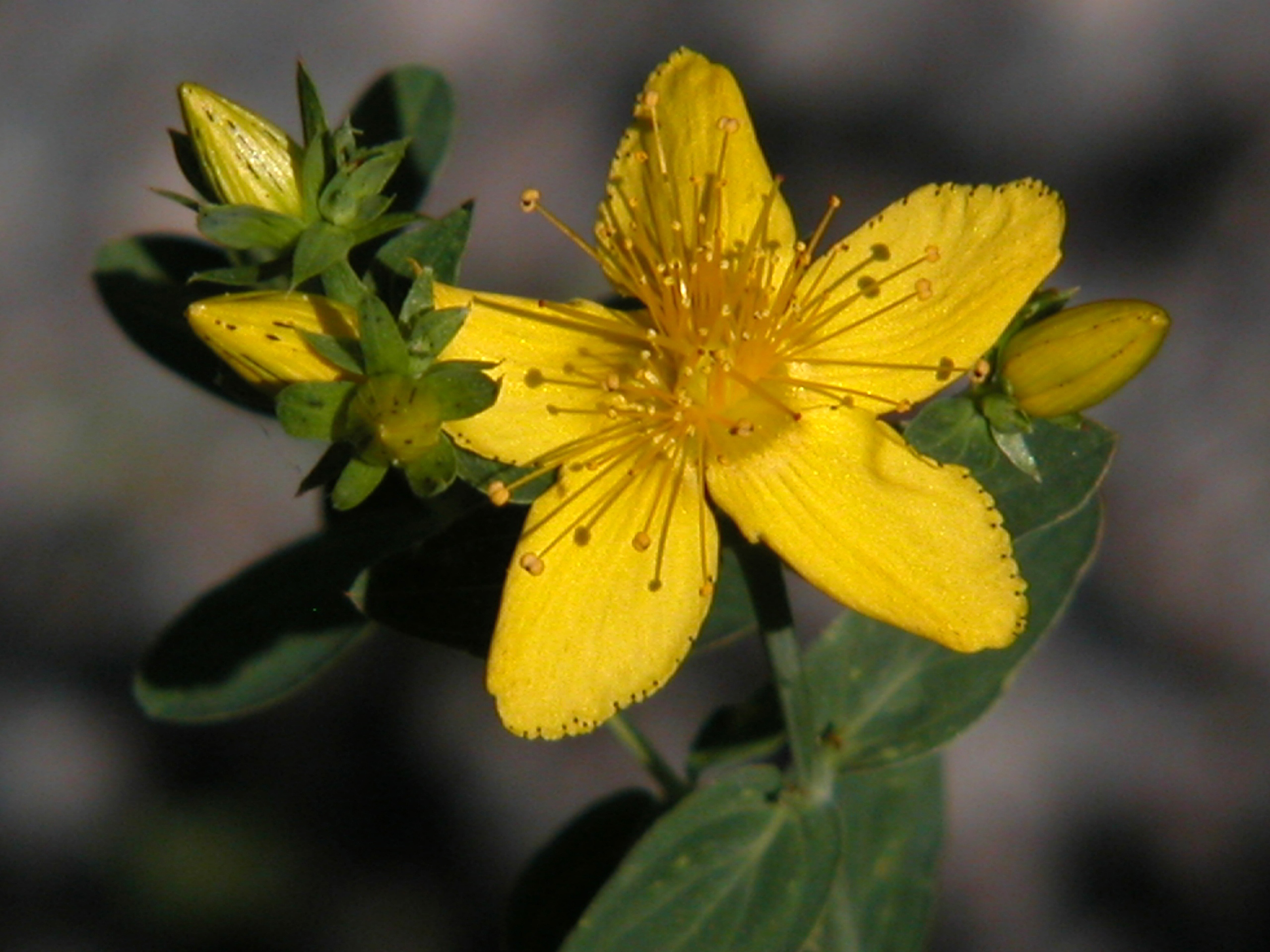 聖約翰草油 50ml