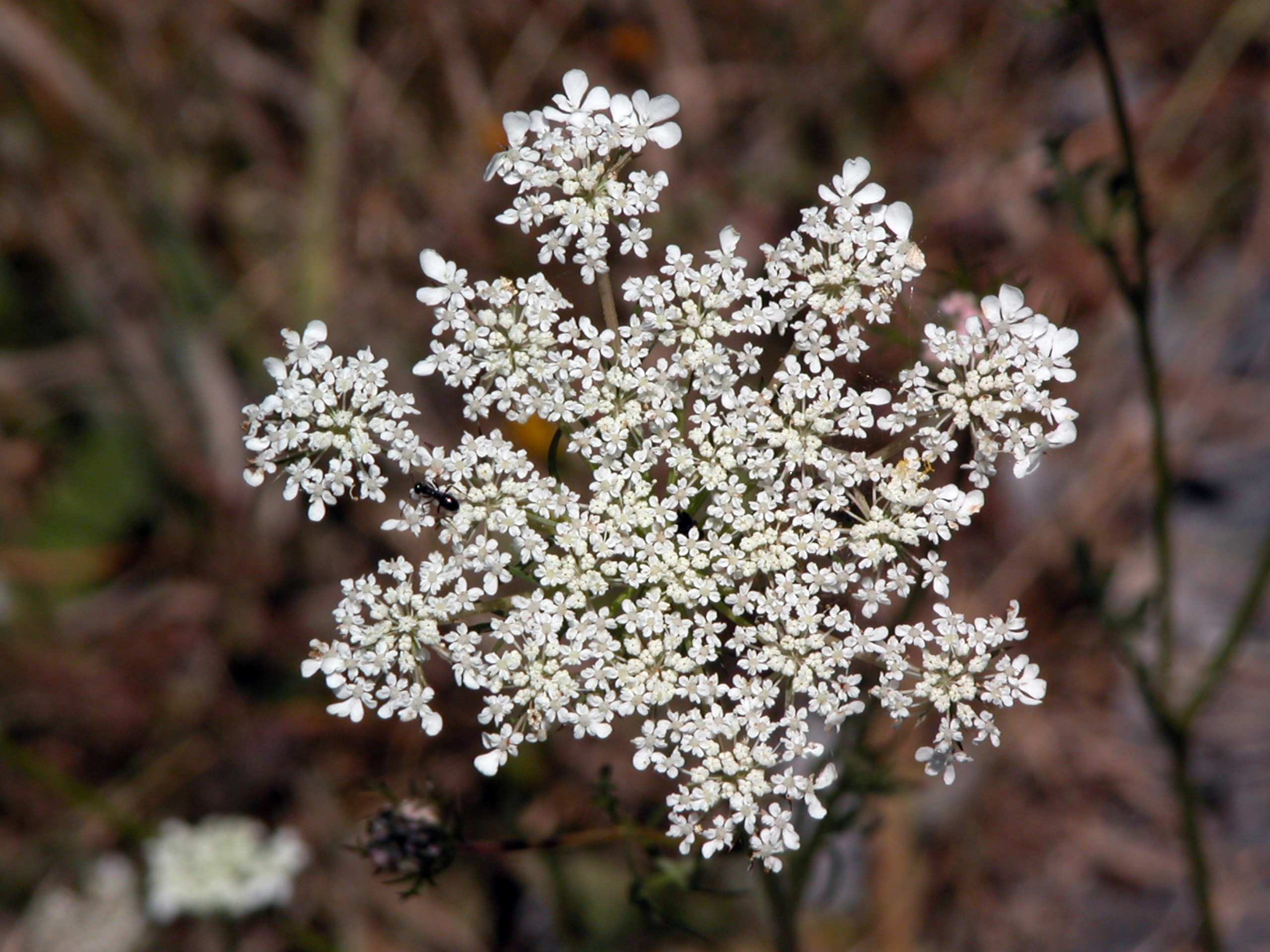 胡蘿蔔籽晶露(France) 100ml