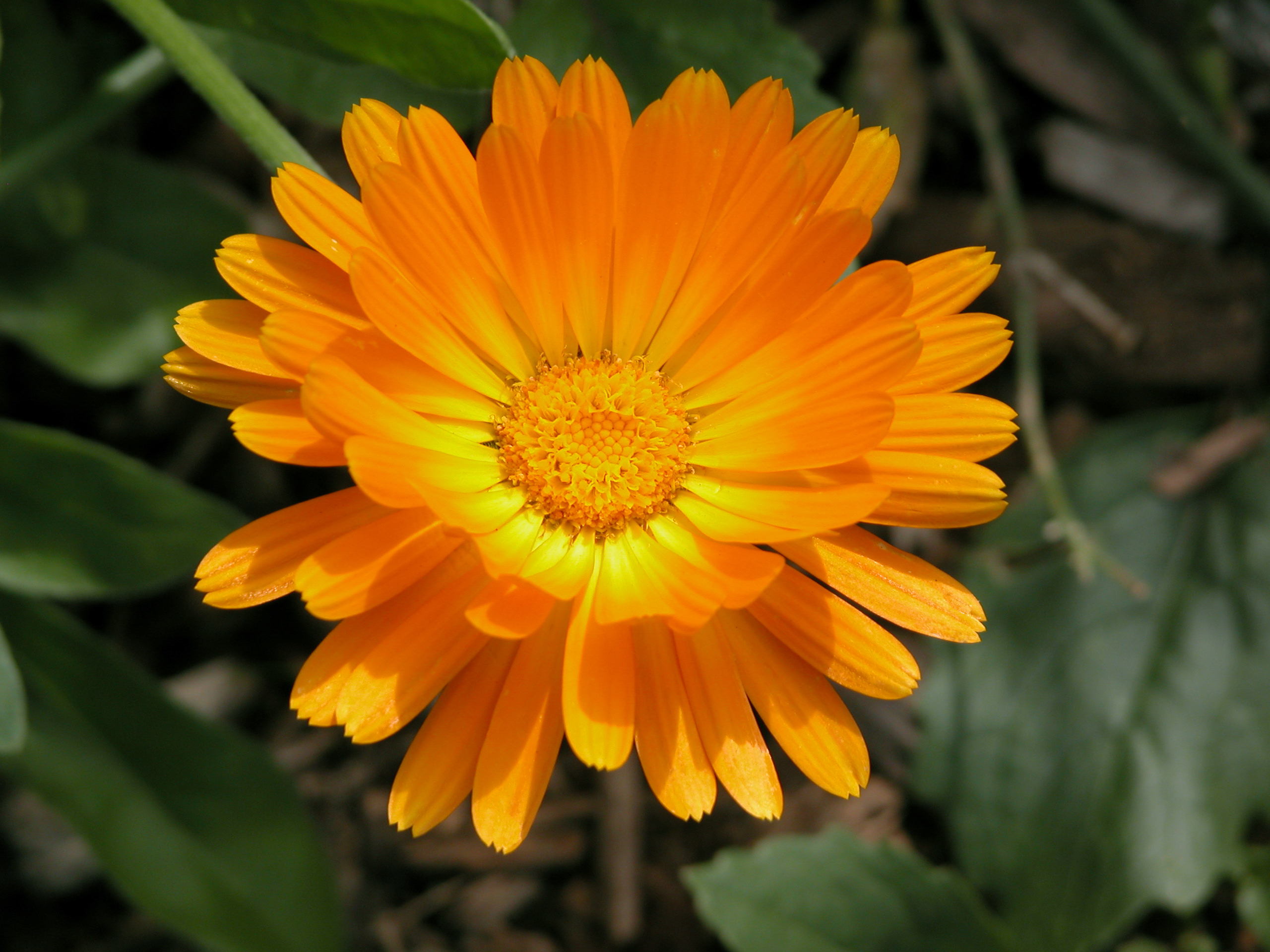 金盞菊晶露(France) 100ml