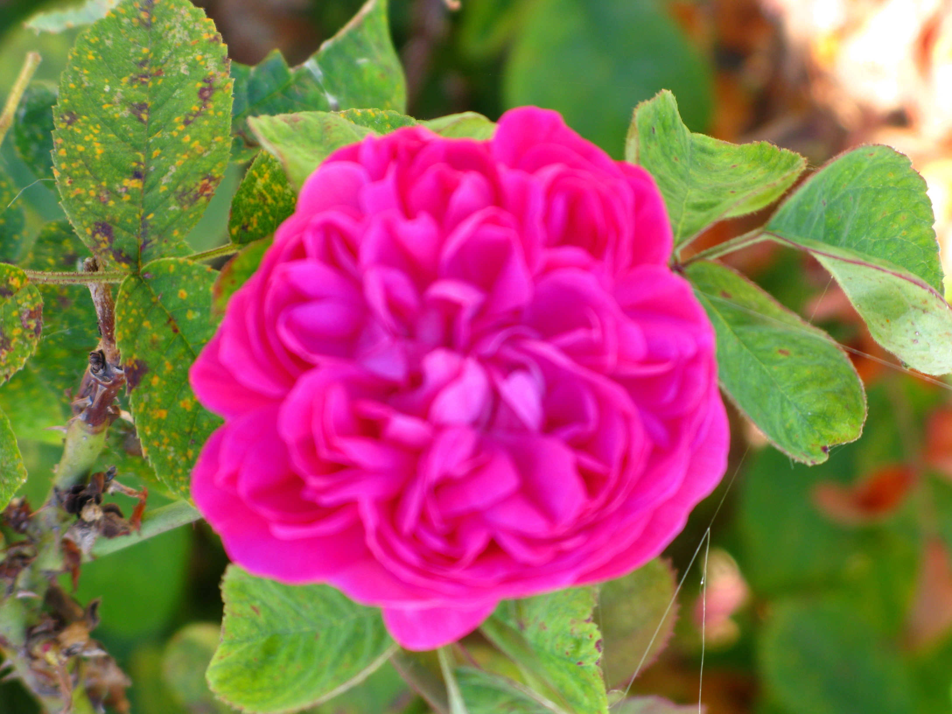 千葉玫瑰晶露(France) 100ml