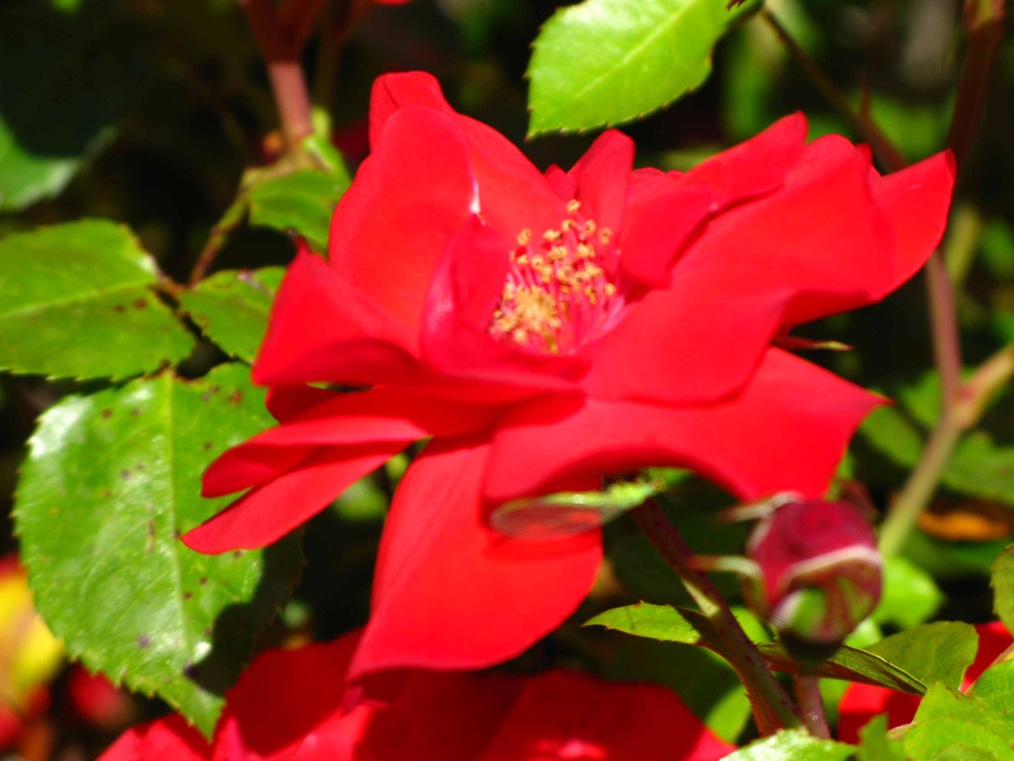 大馬士革玫瑰晶露(Bulgaria) 100ml