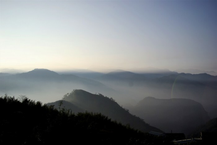 阿里山高山烏龍Alishan Oolong Tea丨七三茶堂7teahouse