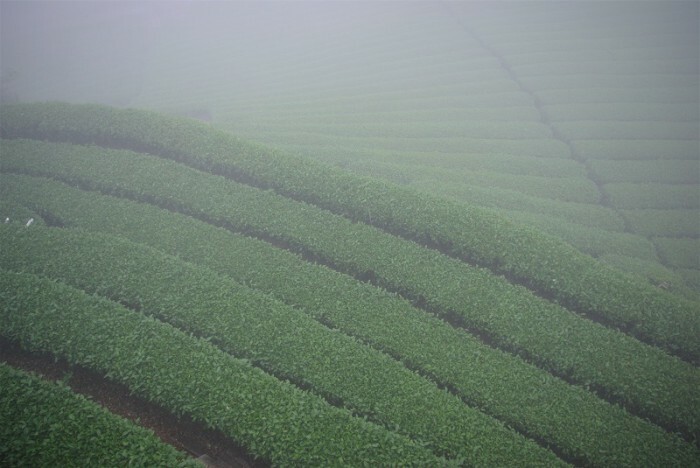 阿里山高山金萱Alishan Jin Xuan Oolong Tea丨七三茶堂7teahouse