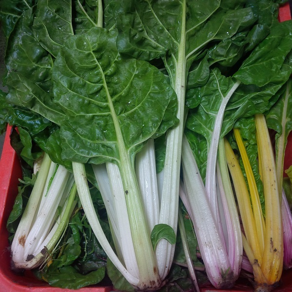 本地有機君達菜（綠色/彩色） (斤)