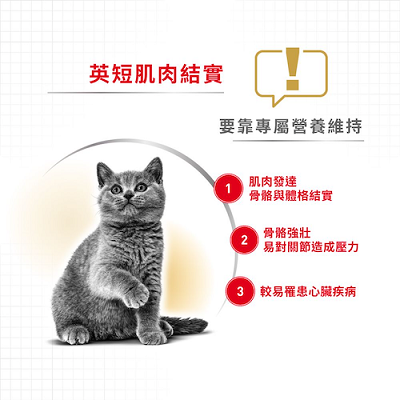 Royal Canin 成貓 英國短毛貓配方 BSH - 2kg / 4kg / 10kg