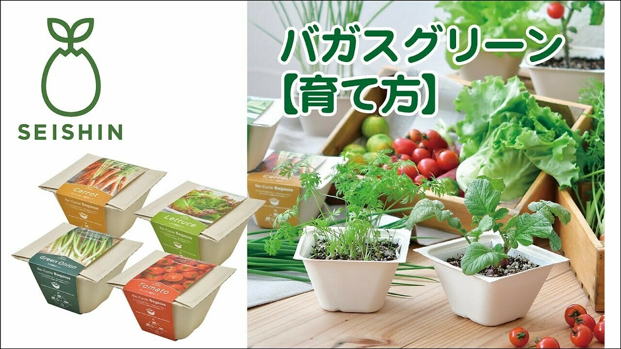 Seishin BAGASS GREEN ECO 甘蔗渣環保紙盆盆栽| 四款可選 蘿蔔 迷你紅蘿蔔 菠菜 迷你蕃茄|家居辦公室盆栽| 日本製造