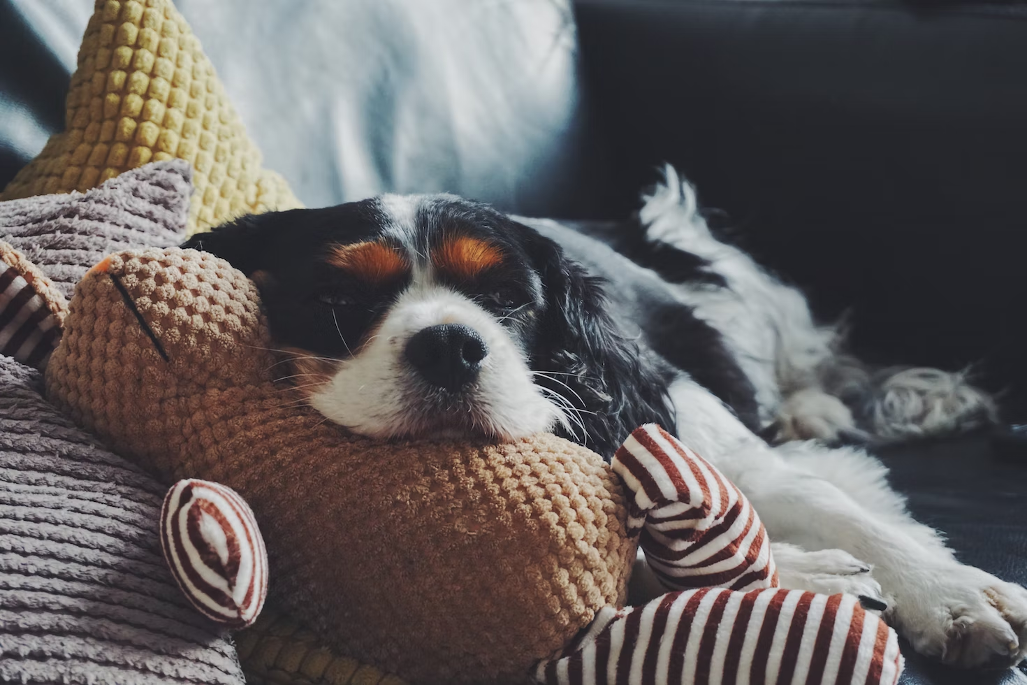 在睡覺的幼犬