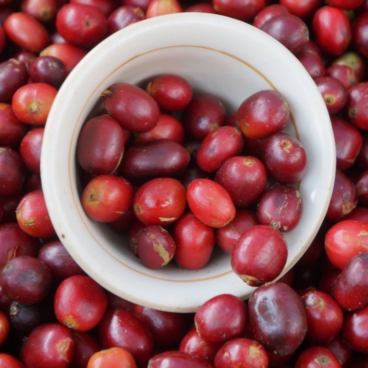 PANAMA | HIU COFFEE FARM | LOS LAJONES BAMBU |  Washed | Geisha