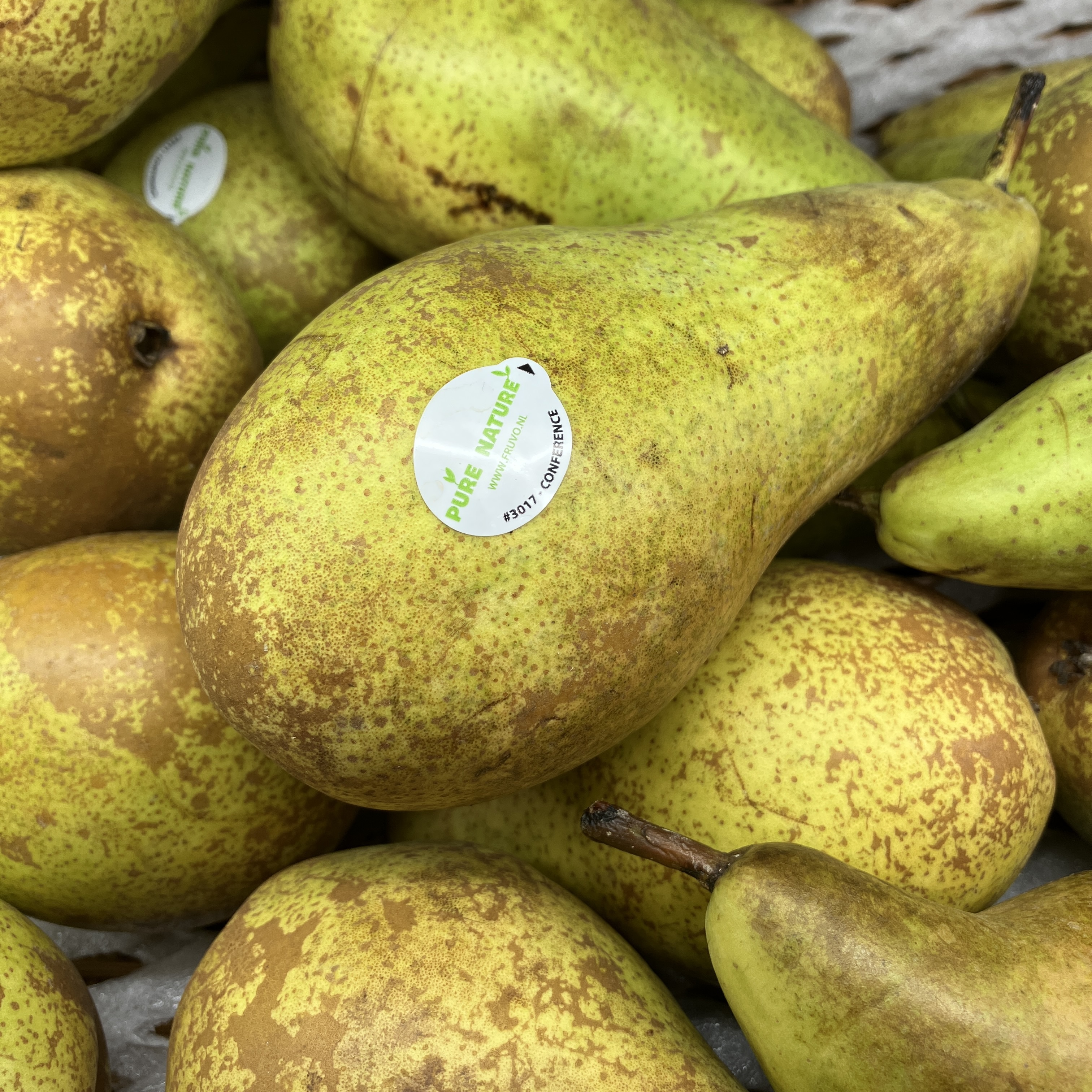 荷蘭啤梨 (22庒)