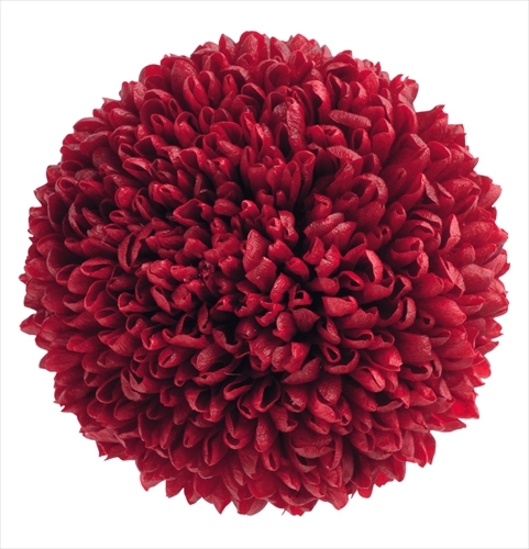 不凋乒乓菊(6朵) 02640-330