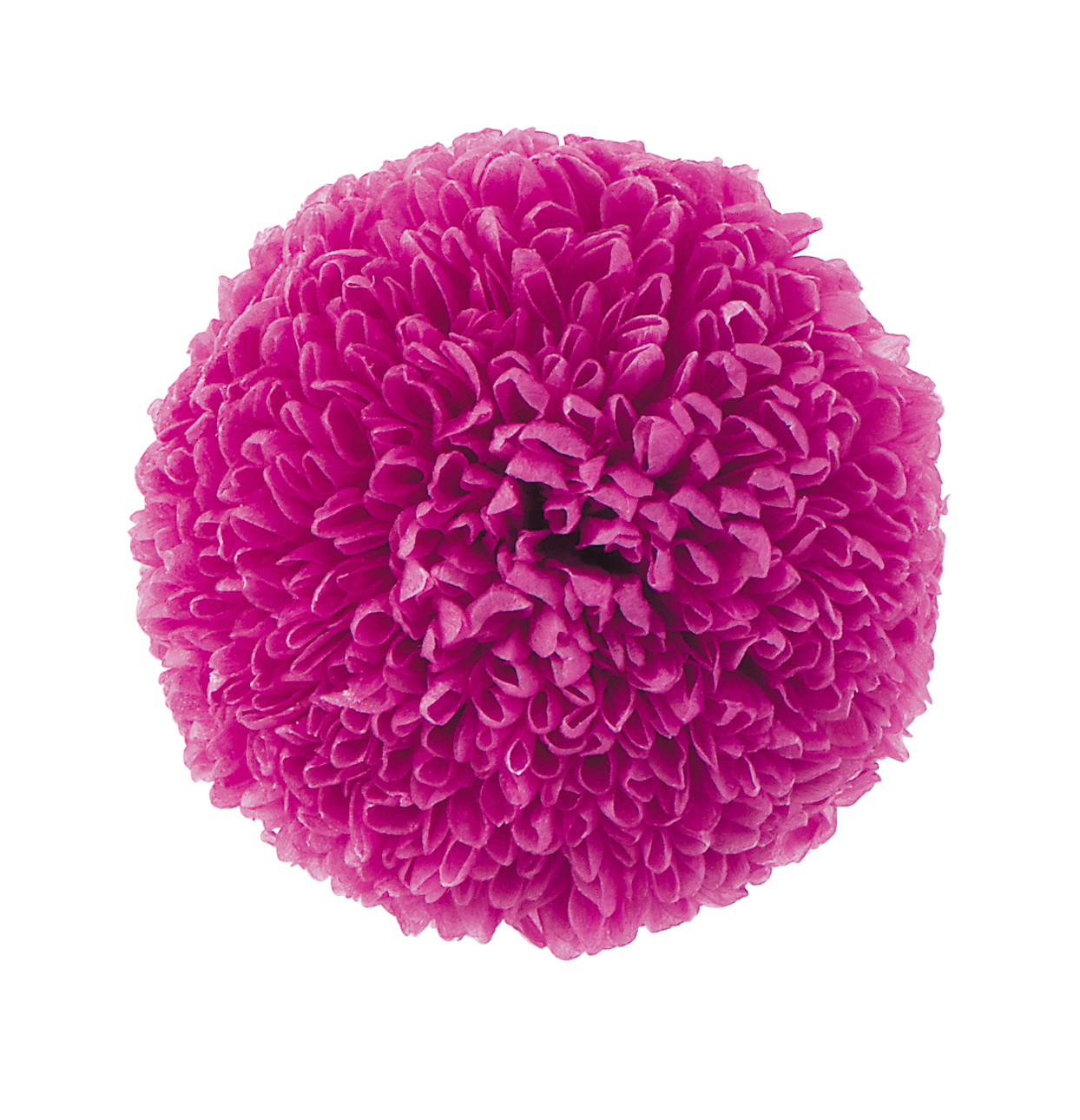 不凋乒乓菊(6朵) 02640-261