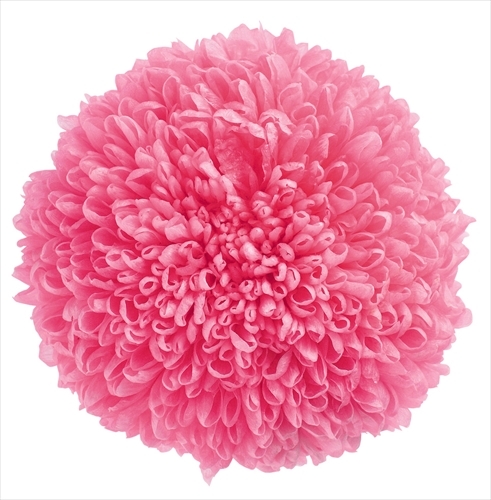 不凋乒乓菊(6朵) 02640-180