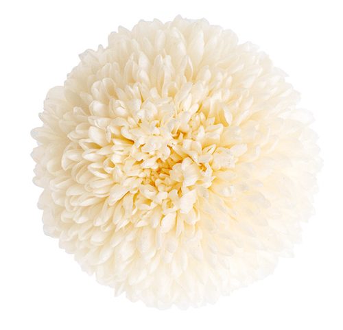 不凋乒乓菊(6朵) 02640-010