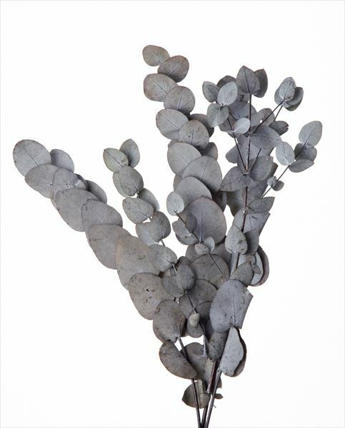 02090-700 不凋尤加利葉CI