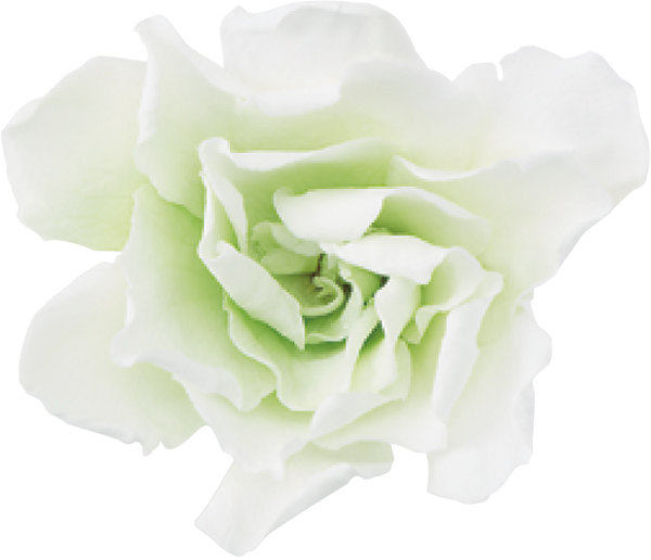 日本不凋梔子花 01063-703